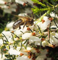 Bee feeding on flowers of a heath plant
