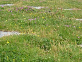 The Burren landscape has a very rich flora 