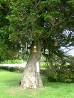 Bird feeders hanging from one of the trees in the friary cemetery, Kildare town