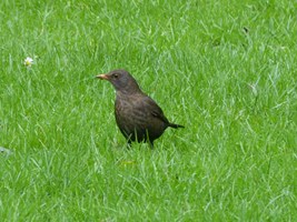 A Blackbird in Merrion Square, Dublin