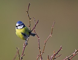 The blue tit is another of our most common garden birds. Photo by Adrian McGrath