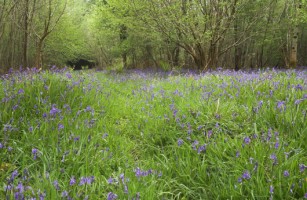 A carpet of Bluebells in a wood in Co. Fermanagh - Photo by Adrian McGrath 