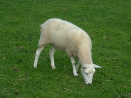 Lamb grazing at Airfield, Dundrum, Co. Dublin