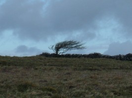 A wind-blown tree in the Burren, Co. Clare