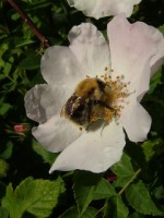 Bumble bee on wild rose, Galway city