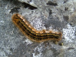 A caterpillar on a limestone pavement in the Burren, Co. Clare