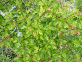 Hawthorn is commonly used in Irish hedgerows
