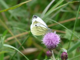 Green-veined White Butterfly (Pieris napi) on knapweed, Longmeadow, Athlone, Co. Westmeath