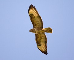 A buzzard in flight over Banbridge, Co. Down - photographed by Adrian McGrath