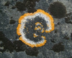 A lichen, possibly caloplaca flavescens on a headstone at Ballymote friary, Co. Sligo