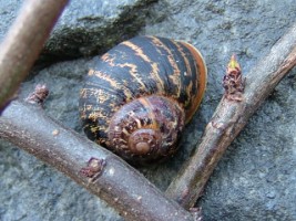 Common Garden Snail (Helix aspersa), Ennis, Co. Clare