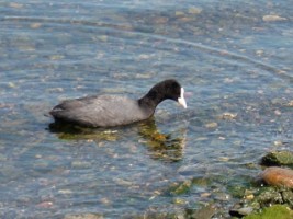 Coote (Fulica atra), Ballyalla, Ennis, Co. Clare