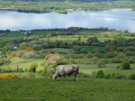 Cow grazing overlooking Lough Derg, Co. Tipperary