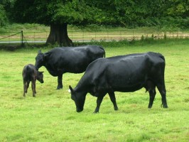 Cows grazing near Muckross Abbey in Killarney National Park