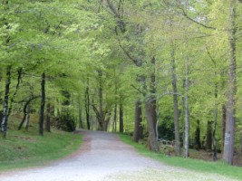 Crone Wood, Enniskerry, Co. Wicklow