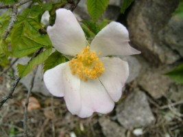 A Dog Rose, Askeaton Friary