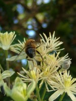 Insect feeding on Traveller's Joy at Killeigh, Co. Offaly