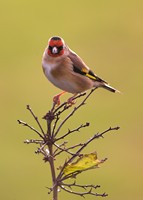 Goldfinch is a seed eater and loves teasels & thistles. Photo by Adrian McGrath 
