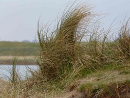 Coastal grass at Portmanrnock, Co. Dublin