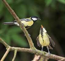 Great Tits are one of the bird species that feed on berries. Photo by Adrian McGrath