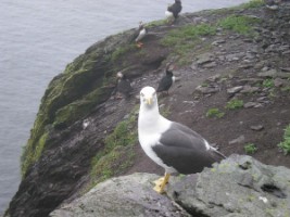 Lesser Black-backed Gull (Larus fuscus) & Puffins (Fratercula arctica] in background, Scellig Michael, Co. Kerry