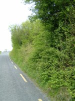 Roadside hedgerow in Co. Clare