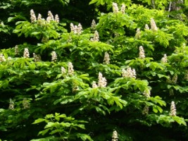 The thick canopy of Horse Chestnut, Esker near Athenry, Co. Galway