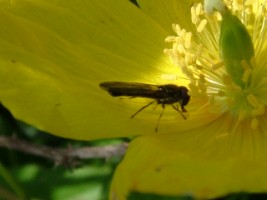 Insect feeding in flower, Co. Tipperary