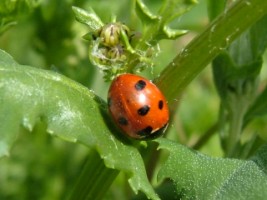 7-Spot Ladybird in 'The Abbey' garden, Galway