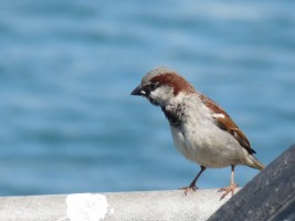 House Sparrow (Passer domesticus), Loughshinny Harbour, Co. Dublin