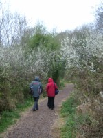 People enjoying a walk through blackthorn trees, Lough Gur, Co. Limerick