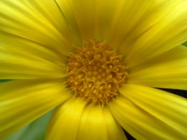 Calendula Marigold - a little closer