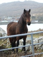 Horse in a field in Connemara, Co. Galway