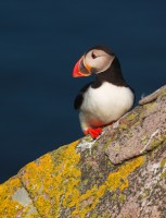 Puffin on Great Saltee, Co. Wexford - Photo by Adrian McGrath