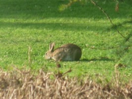 A close-up of the rabbit in Gormanston, Co. Meath