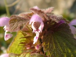 Close-up of Red Dead-nettle in Meelick cemetery, Eyrecourt, Co. Galway