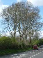 Roadside hedgerow outside Limerick City, Ireland