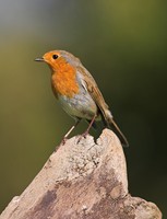 The robin, one of our most common garden birds. Photo by Adrian McGrath 