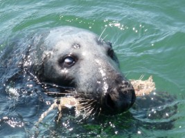 Seal in Loughshinny Harbour, Co. Dublin