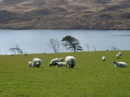 Sheep grazing in a sloping field in Connemara, Co. Galway
