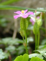 Shining Cranesbill, Buttevant friary, Buttevant, Co. Cork