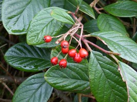 A shrub in Portmarnock, Co. Dublin