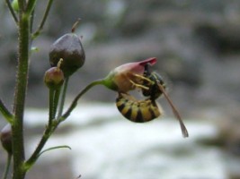 Wasp on common figwort, Creevelea Friary, Co. Leitrim