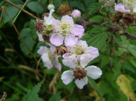 Bramble, Creevelea Friary, Co. Leitrim