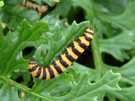 Orange & black striped larva of the Cinnabar Moth feeding on Ragwort, Doolin, Co. Clare