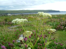 View of the coastline, Doolin, Co. Clare