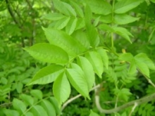 Ash (Fraxinus excelsior), Quin Abbey, Quin, Co. Clare