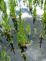 Glasswort, Scattery Island, Co. Clare