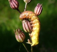 Caterpillar on Ragged Robin, Ennis, Co. Clare