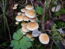 Sulphur Tuft mushrooms, Ennis, Co. Clare